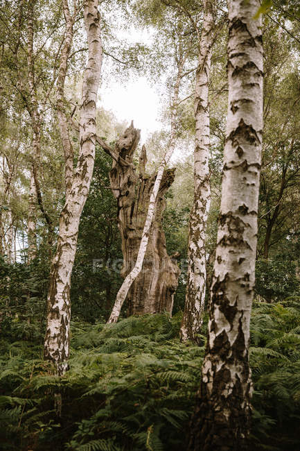 Par-dessous, des troncs d'arbres poussant dans les bois de Pucks Glen par temps ensoleillé — Photo de stock