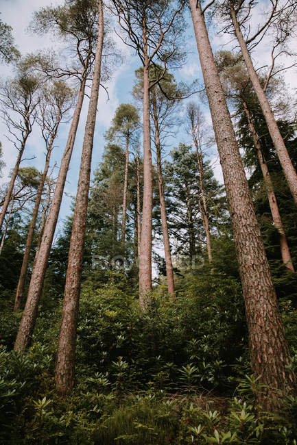 From below trunks of trees growing in woods of Pucks Glen on sunny day — Stock Photo