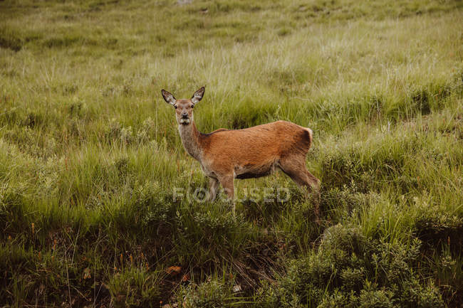 Allerta capriolo in piedi in campo e guardando la fotocamera in Glen in estate — Foto stock