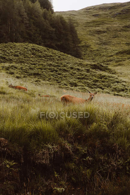 Тревожные косули, стоящие в поле и смотрящие в камеру в Глене летом — стоковое фото