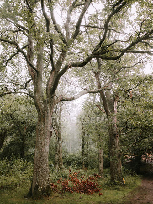 Von unten wachsen an sonnigen Tagen Baumstämme in den Wäldern von Pucks Glen — Stockfoto