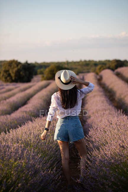 Вид сзади стильной молодой женщины, идущей рядом с цветами в большом лавандовом поле в сельской местности . — стоковое фото
