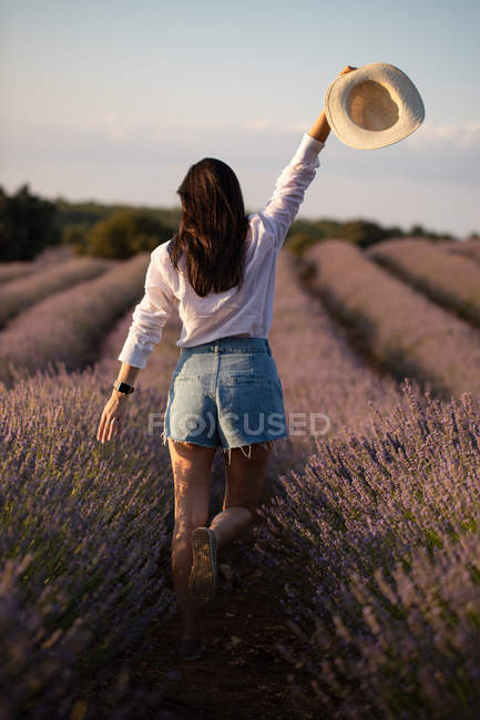 Visão traseira da elegante jovem fêmea andando perto de flores e acenando chapéu em grande campo de lavanda no campo . — Fotografia de Stock