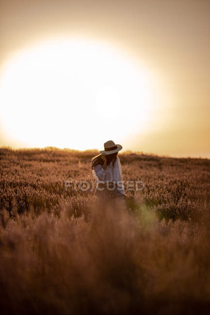 Mujer joven de pie en flores en gran campo de lavanda en el campo al atardecer . - foto de stock
