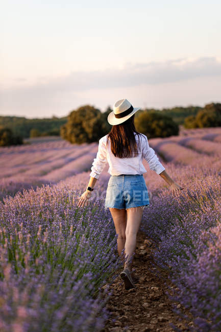 Back view of stylish girl walking in flowers in large lavender field in countryside. — Stock Photo