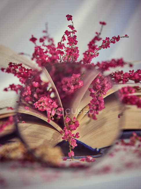 Book with flowers seen through magnifying glass — Stock Photo