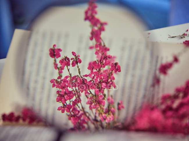 Book with flowers seen through magnifying glass — Stock Photo