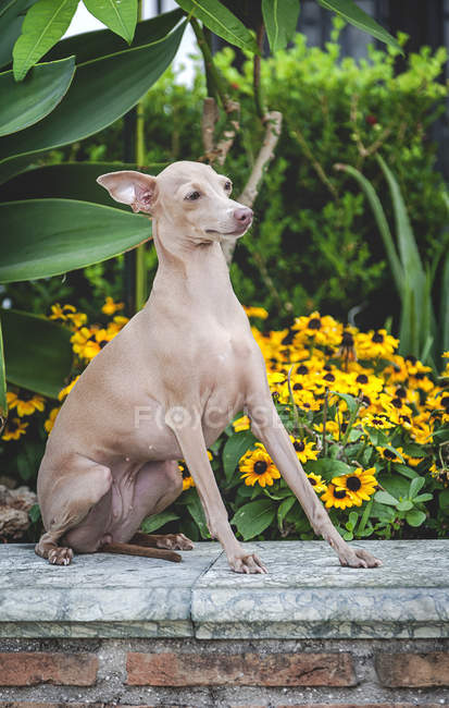 Calm dog sitting and gazing on stone parapet by flowerbed and green bushes — Stock Photo