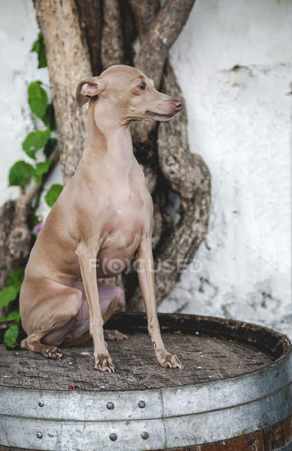 Здоровий собака сидить і дивиться на старий стовбур цементною стіною і деревом — стокове фото
