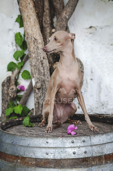 Healthy dog sitting and gazing on shabby old barrel by cement wall and tree — Stock Photo
