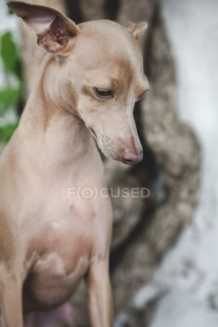 Gesunder Hund sitzt und starrt auf schäbiges altes Fass an Zementwand und Baum — Stockfoto