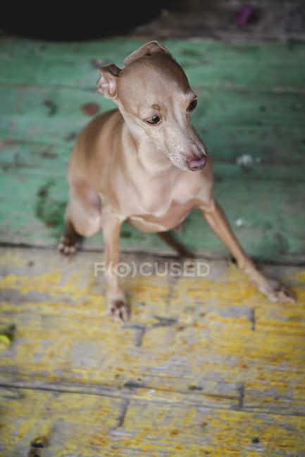 Зверху занепокоєний собака сидить і дивиться на вивітрену дерев'яну пофарбовану підлогу — стокове фото
