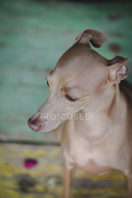 Du haut d'un chien inquiet assis et regardant sur un plancher en bois peint et altéré — Photo de stock