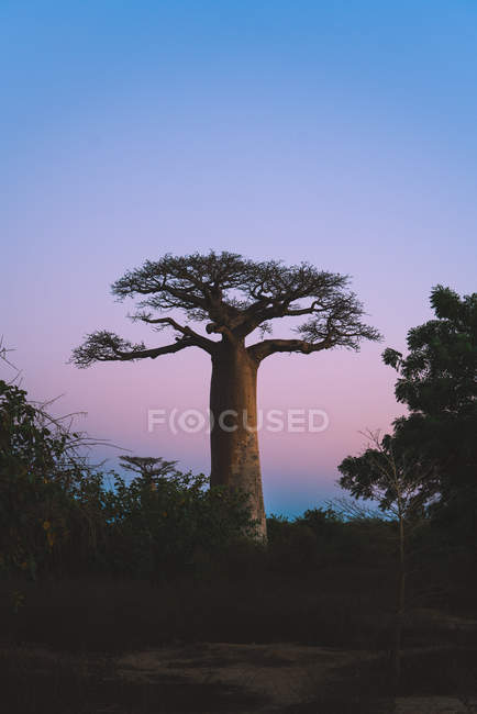 Pôr-do-sol maravilhoso entre baobás gigantes — Fotografia de Stock