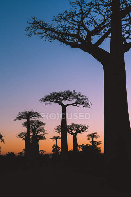 Чудовий захід сонця серед гігантських баобабів — стокове фото