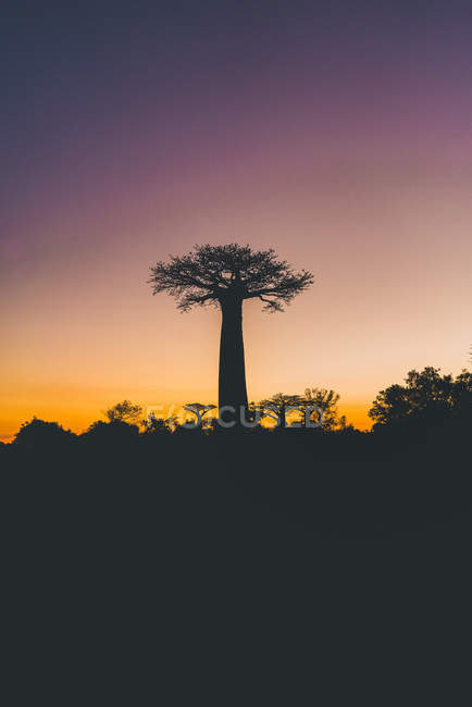 Maravillosa puesta de sol entre los baobabs gigantes - foto de stock