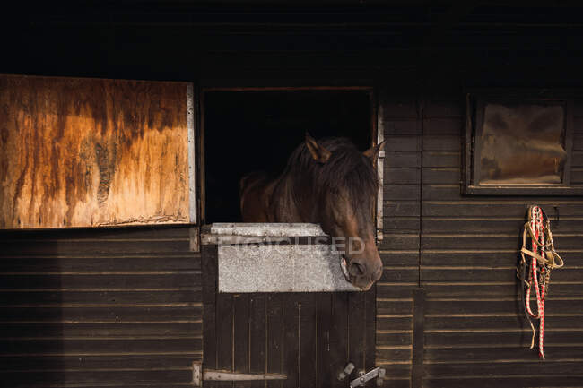 Cavallo marrone in stalla di legno — Foto stock