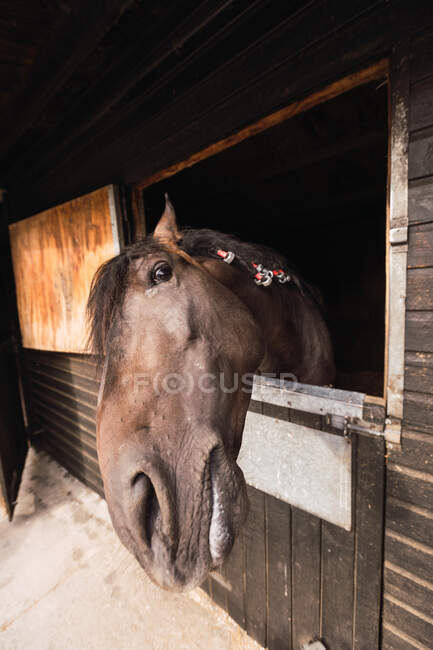 Cheval brun dans une écurie en bois — Photo de stock