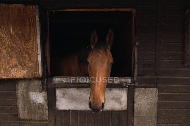 Коричневый конь — стоковое фото