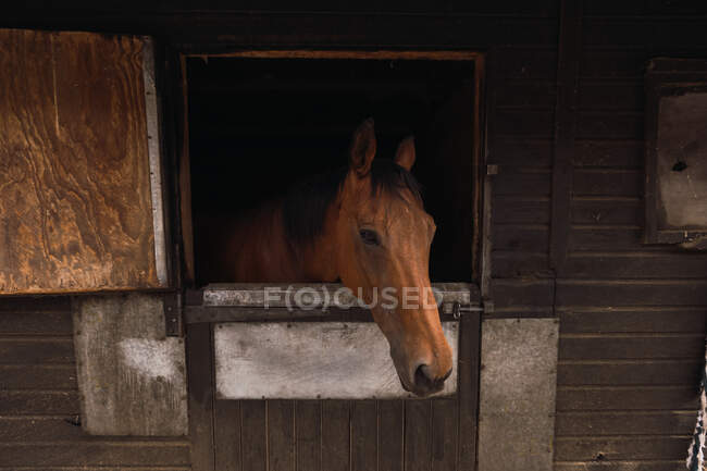 Cabeza de caballo sano y tranquilo asomándose por la ventana del establo de la granja rural - foto de stock