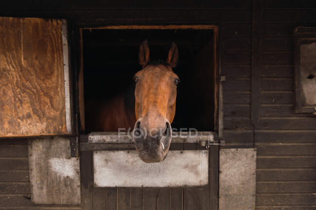 Braunes Pferd im Holzstall — Stockfoto