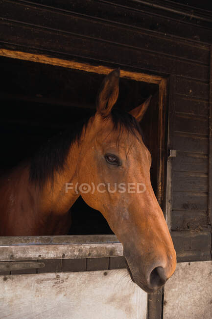 Cavalo castanho no estábulo de madeira — Fotografia de Stock
