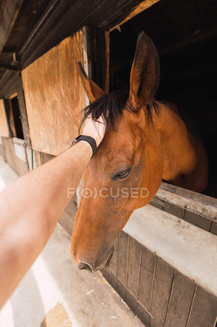 Personne caressant un cheval châtain dans une écurie en bois — Photo de stock