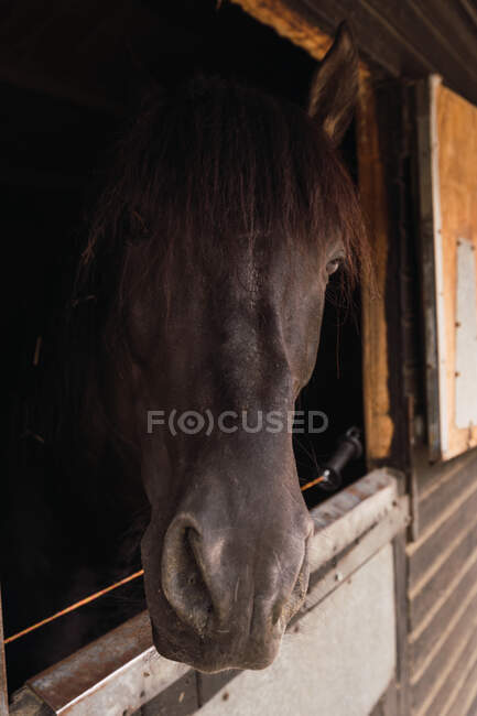 Коричневий кінь у дерев'яній стайні. — стокове фото