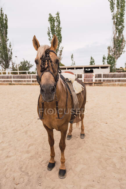 Спокійний коричневий кінь, що стоїть на майданчику — стокове фото