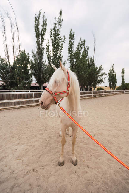Calm white horse standing at paddock — Stock Photo
