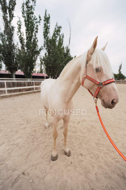 Здоровий в'язаний кінь з довгим грифом, що стоїть ще в піщаному корпусі на гіподромі — стокове фото