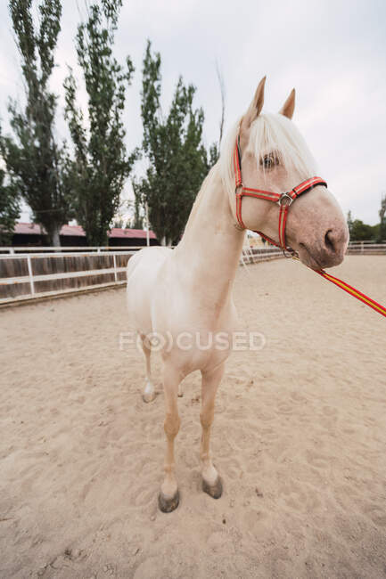 Cheval blanc calme debout au paddock — Photo de stock