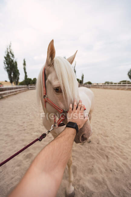 Мужчина гладит нос белой лошади в загоне — стоковое фото