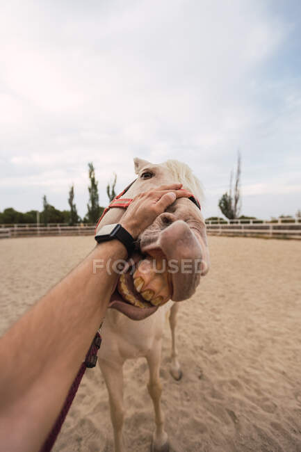 Crop man stroking head of friendly harnessed horse with long mane showing teeth and standing still at sandy enclosure at hippodrome — Stock Photo
