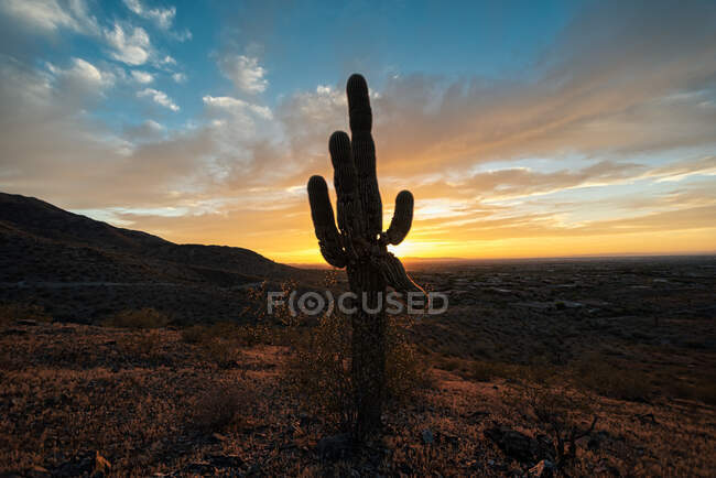 Silhouette of growing cactus in rural field over colorful evening sky in Griffith Observatory, California, USA — Stock Photo