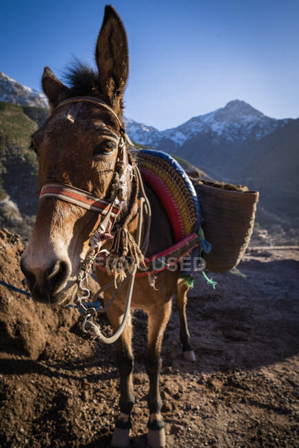 Burro castanho obediente no arnês carregado com bagagem andando ao longo do caminho rochoso na encosta da montanha em dia ensolarado — Fotografia de Stock