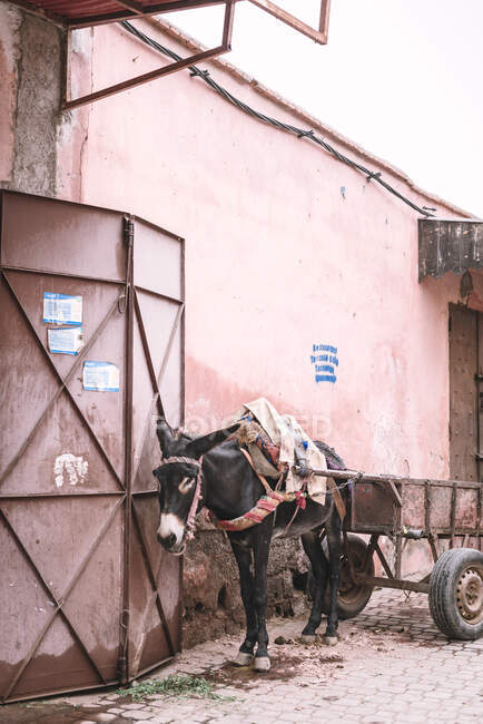 Mulo con carro squallido in piedi vicino a muro edificio intemperie sulla strada di Marrakech, Marocco — Foto stock