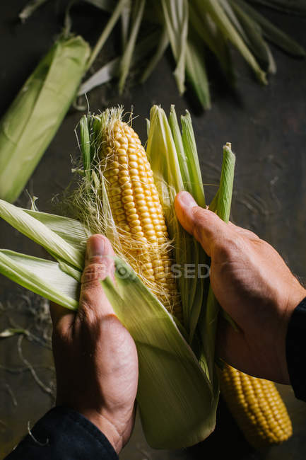 Hände einer unkenntlichen Person beim Schälen von frischem Mais — Stockfoto