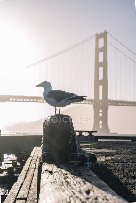 Большая здоровая чайка на деревянном стенде на фоне моста под водой в яркий солнечный день в США — стоковое фото
