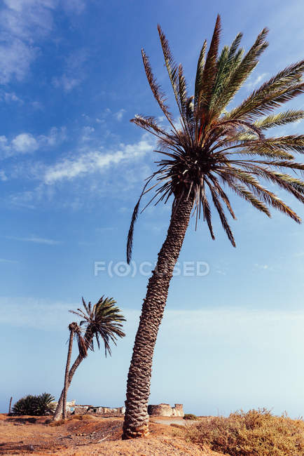 Високі кущі пальм, що ростуть на блакитному небі у Фуертевентурі (Лас - Пальмас, Іспанія). — стокове фото
