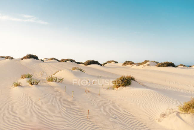 Paisagem serena de deserto vazio e seco com dunas brancas e arbustos raros em Fuerteventura, Las Palmas, Espanha — Fotografia de Stock