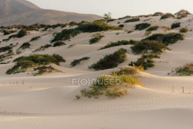 Зеленые ветки, растущие в песке на берегу моря — стоковое фото