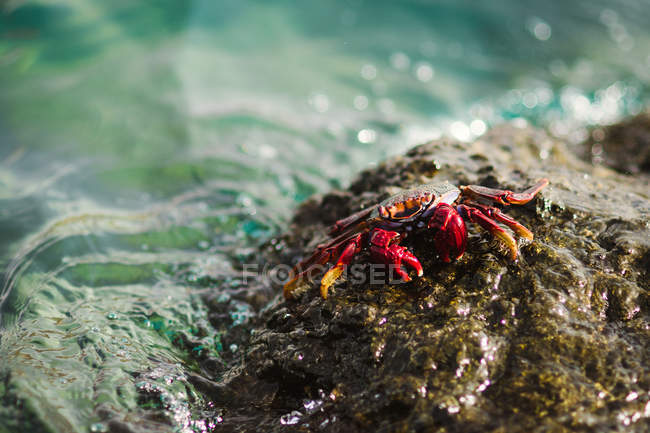 D'en haut crabe rouge vif sur pierre lisse entourée d'eau mousseuse à Fuerteventura, Las Palmas, Espagne — Photo de stock