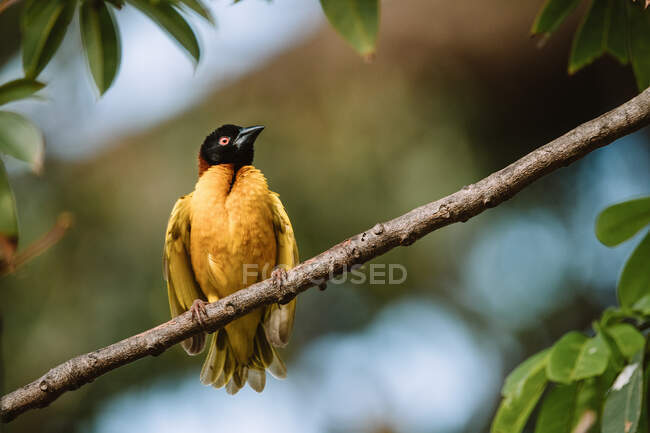 Low angle of vibrant black headed weaver sitting on branch on blurred background of forest in Gambia — Stock Photo