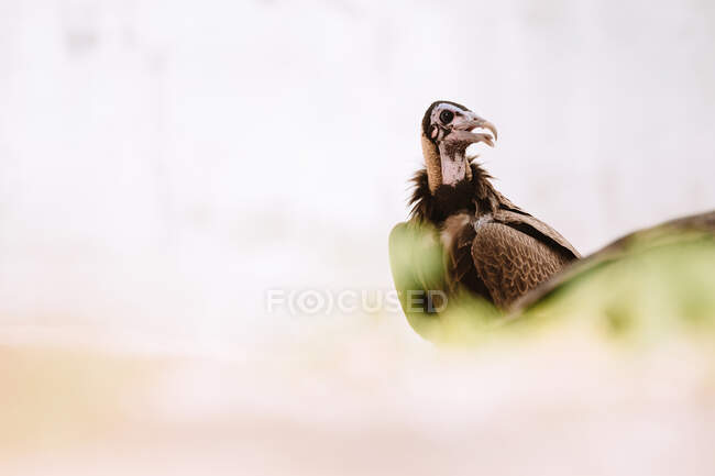 Buitre salvaje sentado en la naturaleza - foto de stock