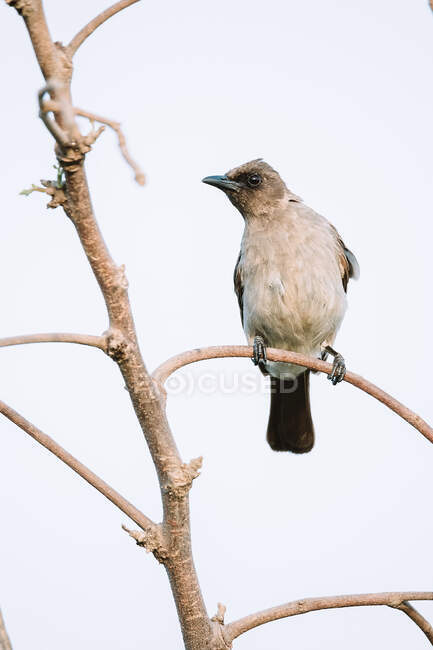 Bright bird sitting on twig — Stock Photo