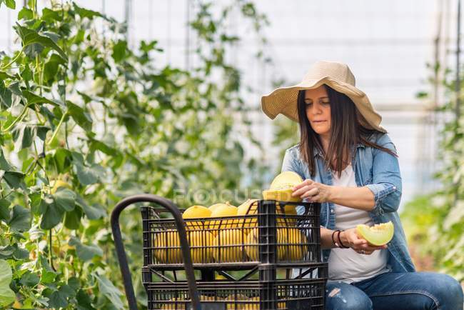 Landwirt schneidet frische Melone im Gewächshaus — Stockfoto