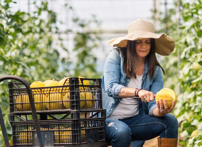 Aufmerksame erwachsene Frau schneidet köstliche reife süße gelbe runde Melone im Gewächshaus — Stockfoto