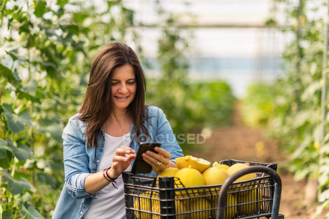 Farmer using smartphone while working in greenhouse — Stock Photo