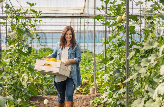 Glückliche erwachsene Frau trägt Holzkiste mit gelben Melonen — Stockfoto
